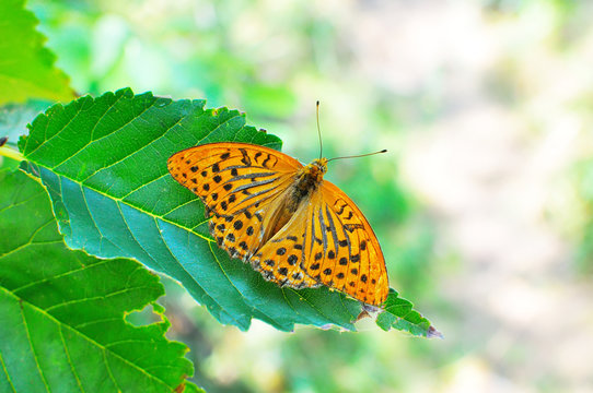 Butterfly Argynnis paphia
