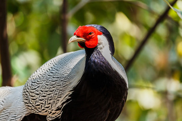 Male silver pheasant
