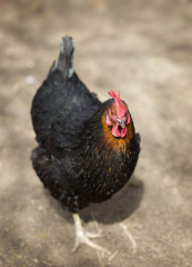 Closeup of a hen in a farmyard 