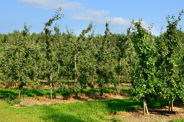 Fototapeta na wymiar Apple orchard