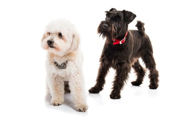 Small white and black dogs