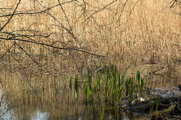 Signs of spring in a pond