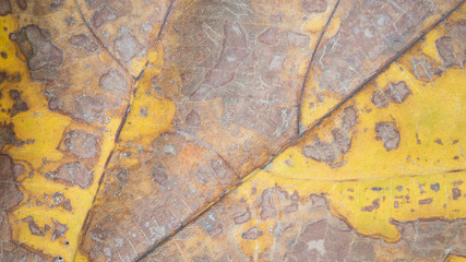 close up of dry leaves
