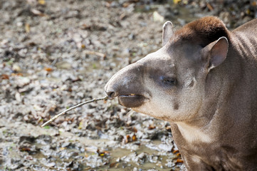 Fototapeta premium Tapir terrestre