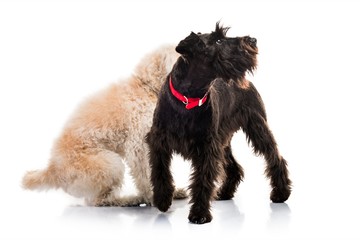 Small white and black dogs