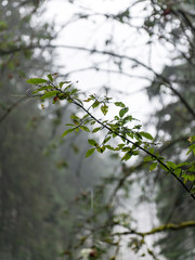 trees in beautiful forest in autumn