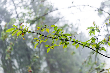 trees in beautiful forest in autumn