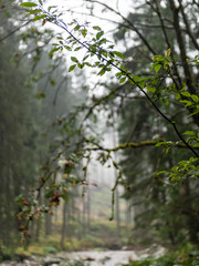 trees in beautiful forest in autumn
