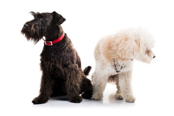 Small white and black dogs