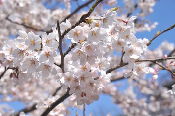 青空と染井吉野