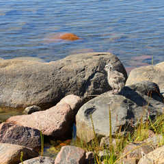 Gull chick (Larus) on beach