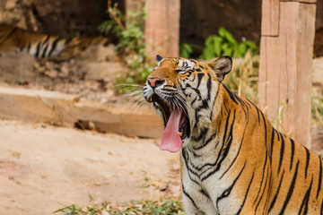 An Indian tiger in the wild. Royal, Bengal tiger