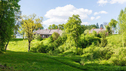 trees in beautiful forest in autumn