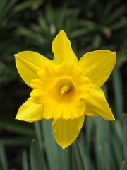 ラッパズイセン