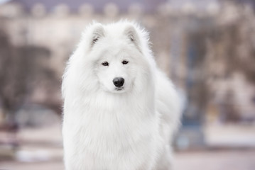 Portrait of beautiful samoyed dog