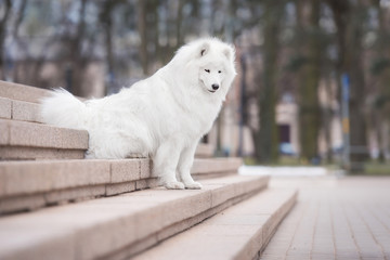 Funny samoyed dog sitting on the stairs