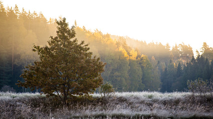 fir trees on a meadow down the will to coniferous forest in fogg