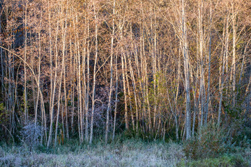 fir trees on a meadow down the will to coniferous forest in fogg