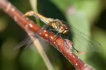 dragonfly on a tree