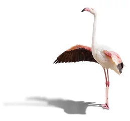 Deurstickers flamingo © coffeemill