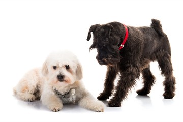 Small white and black dogs