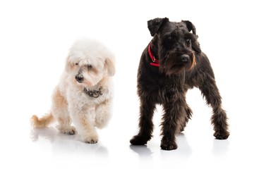 Small white and black dogs