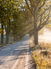 Light rays in forest in foggy morning