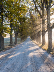 Light rays in forest in foggy morning