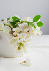 White Acacia Flowers