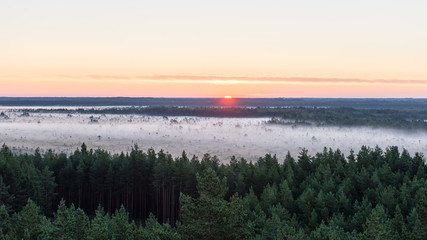fir trees on a meadow down the will to coniferous forest in fogg