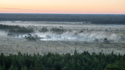 fir trees on a meadow down the will to coniferous forest in fogg