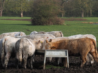 Cattle eating from a trough in a field