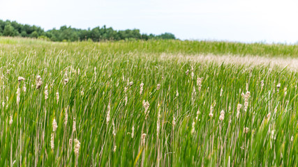 Green grass meadows and fields landscape in a sunny day