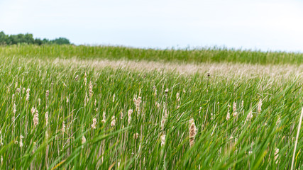 Green grass meadows and fields landscape in a sunny day