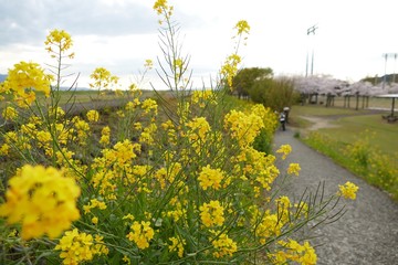 菜の花