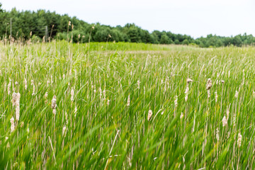 Green grass meadows and fields landscape in a sunny day