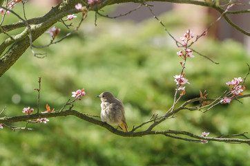 ptak na wiśni © koper81ski