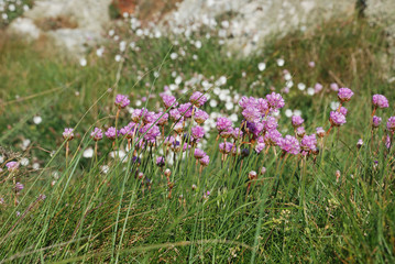 Obraz premium Armeria maritima pink sea