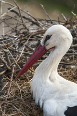 Portrait of a white stork on the nest. Extremadura (Spain).