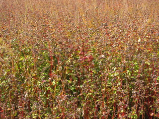  organic buckwheat fied