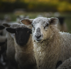 Welsh Mixed Breed Sheep. - obrazy, fototapety, plakaty