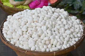 Silkworm Cocoons
