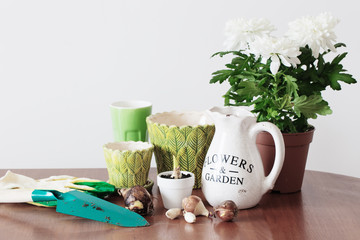 houseplants in a pot on the table