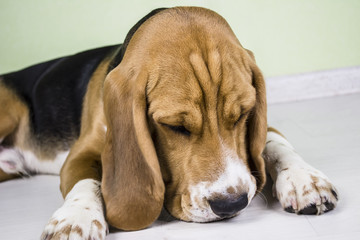 cute beagle dog sad on the floor