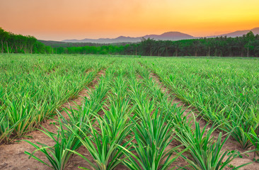 Pineapple field with mountain in sunset time.