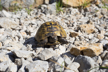 Turtle crawling on the rocky slope.