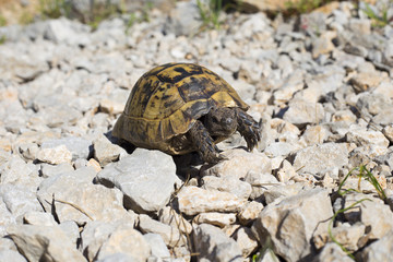 Turtle crawling on the rocky slope.