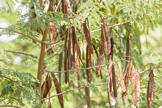 Dry leucaena leucocepphala