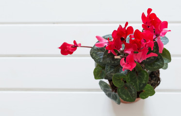 red cyclamen on wooden background