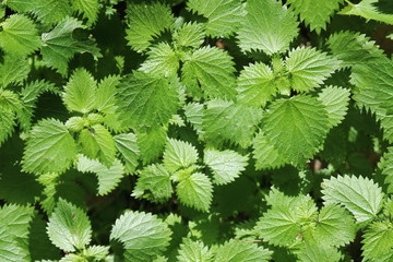 Bright green nettle